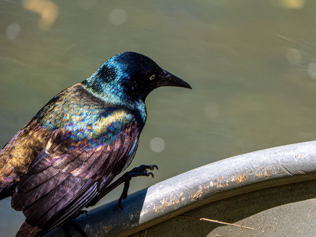 Common Grackle - Gerald McGee