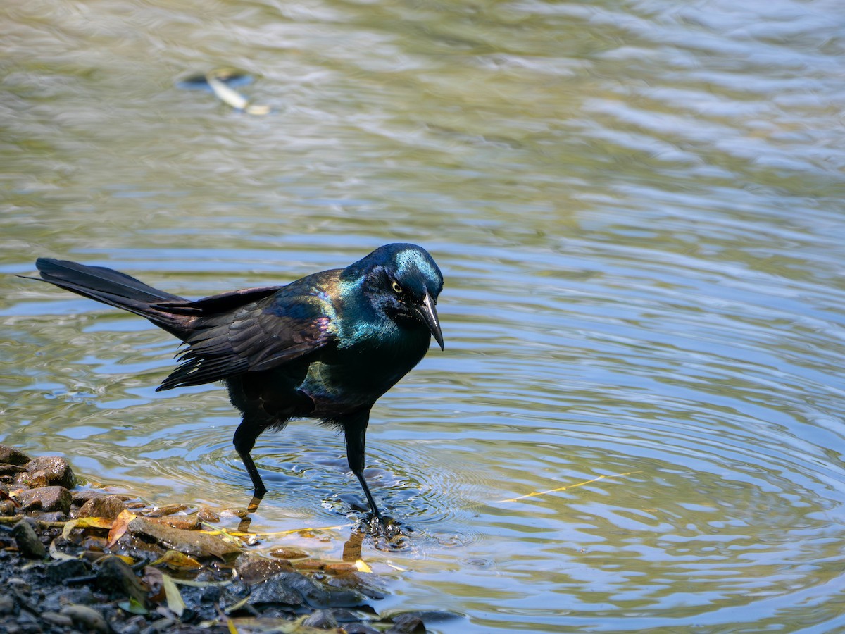Common Grackle - Gerald McGee