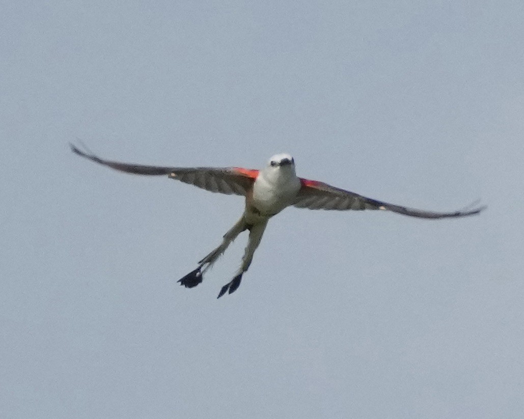 Scissor-tailed Flycatcher - ML619097169