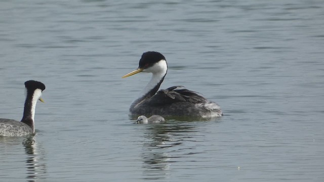 Western Grebe - ML619097170