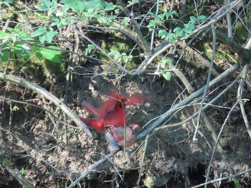 Cardinal rouge - ML619097171