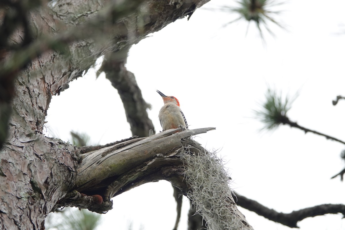 Red-bellied Woodpecker - Linda  Nong
