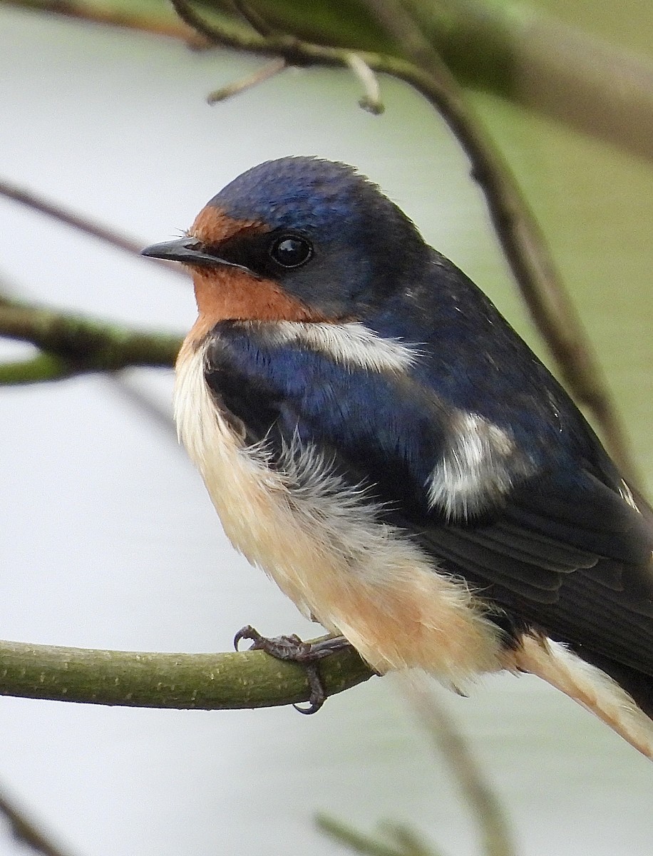 Barn Swallow - ML619097191