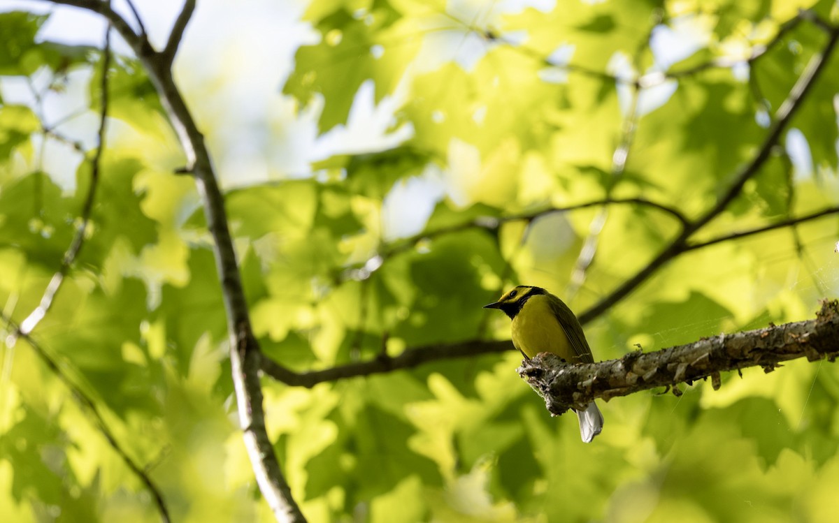 Hooded Warbler - Lonny Garris