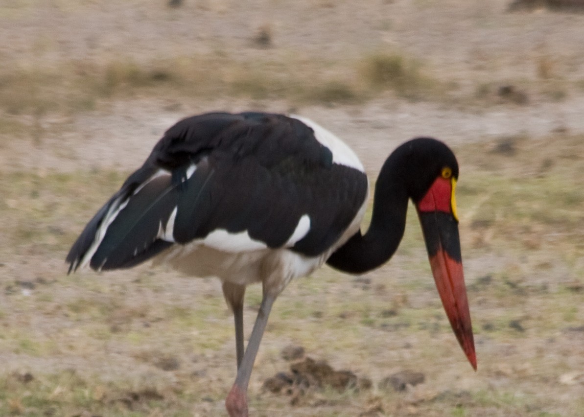 Saddle-billed Stork - ML619097230