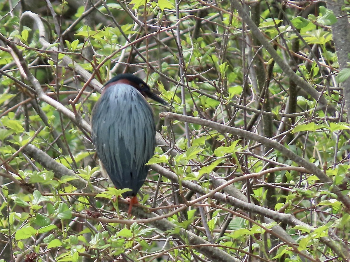 Green Heron - Marjorie Watson