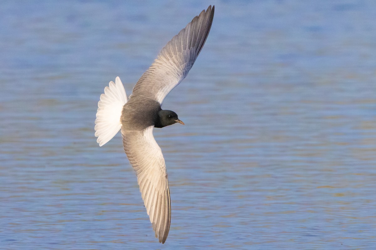 White-winged Tern - Anonymous