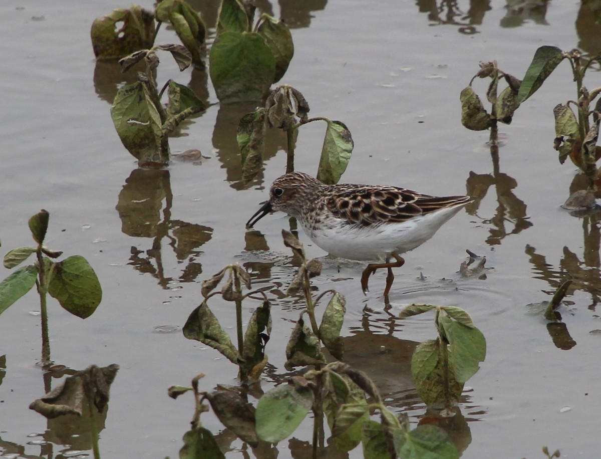 Least Sandpiper - ML619097264