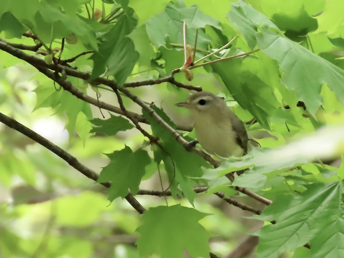 Warbling Vireo - Marjorie Watson