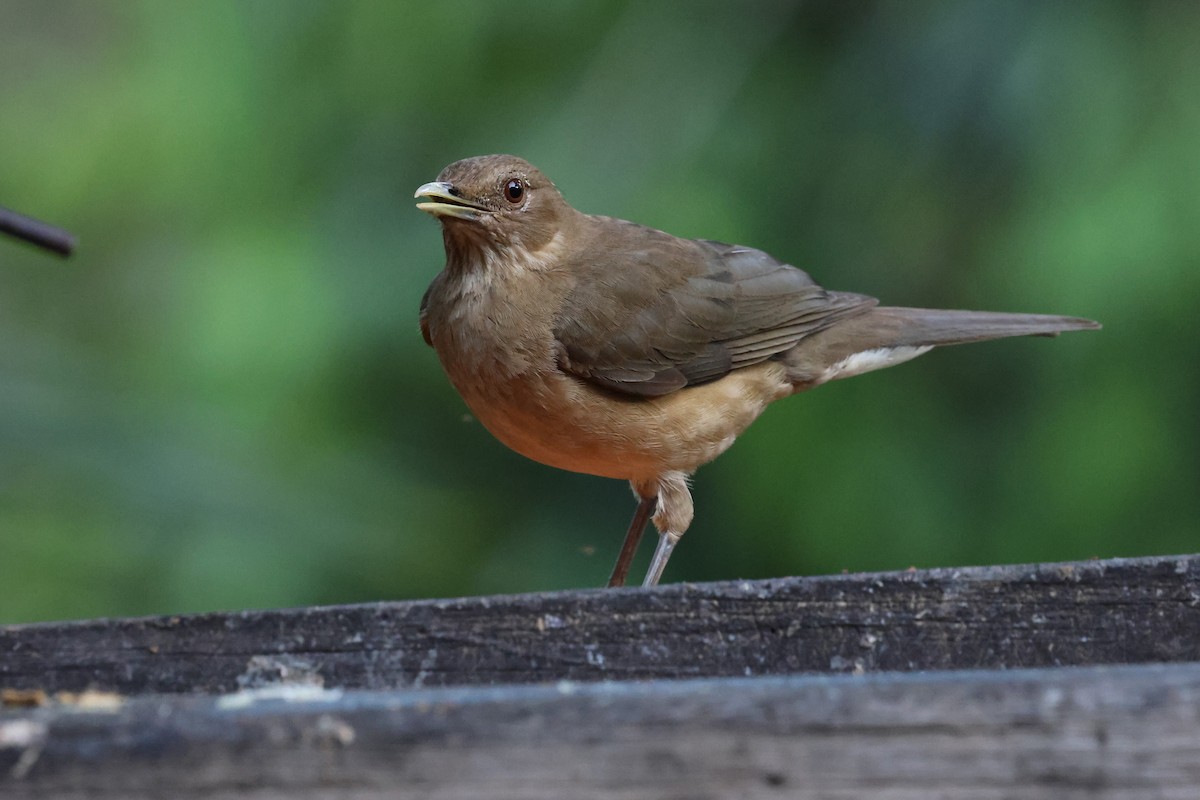 Clay-colored Thrush - Andy Bridges