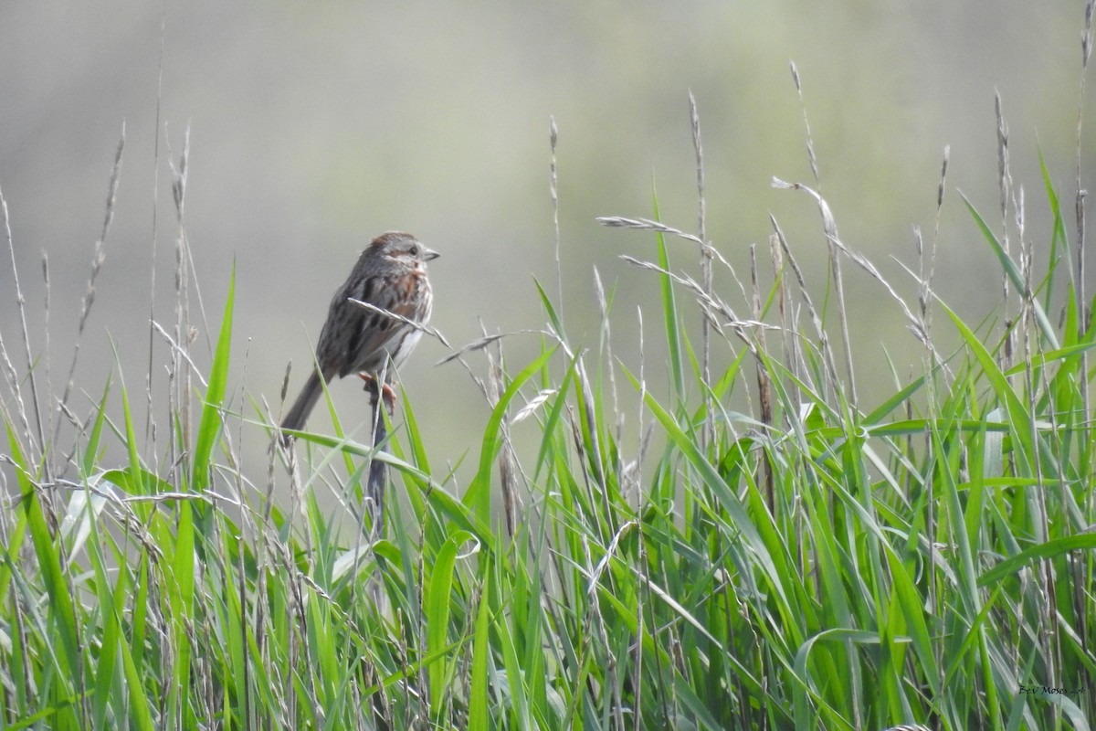 Song Sparrow - Bev Moses