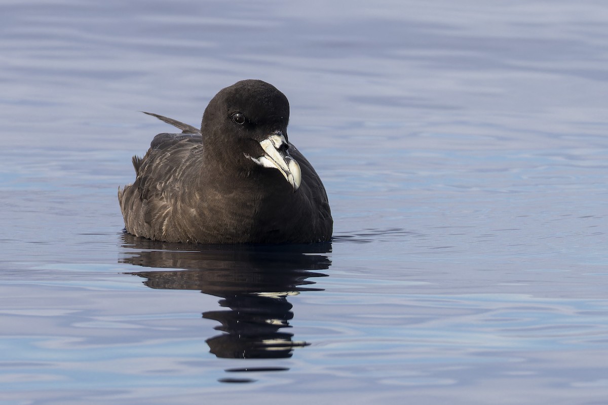 White-chinned Petrel - Oscar Thomas