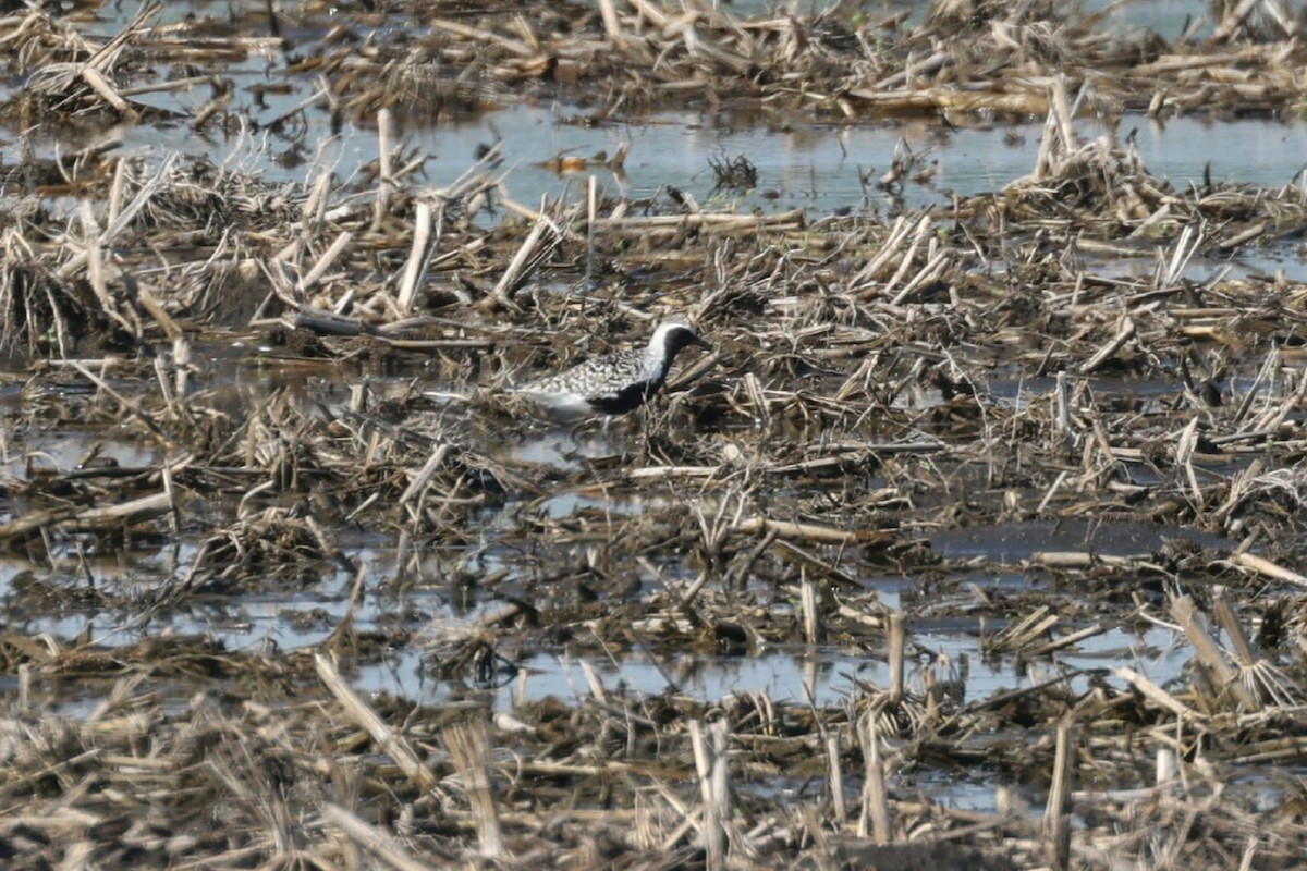 Black-bellied Plover - Ryan Jones