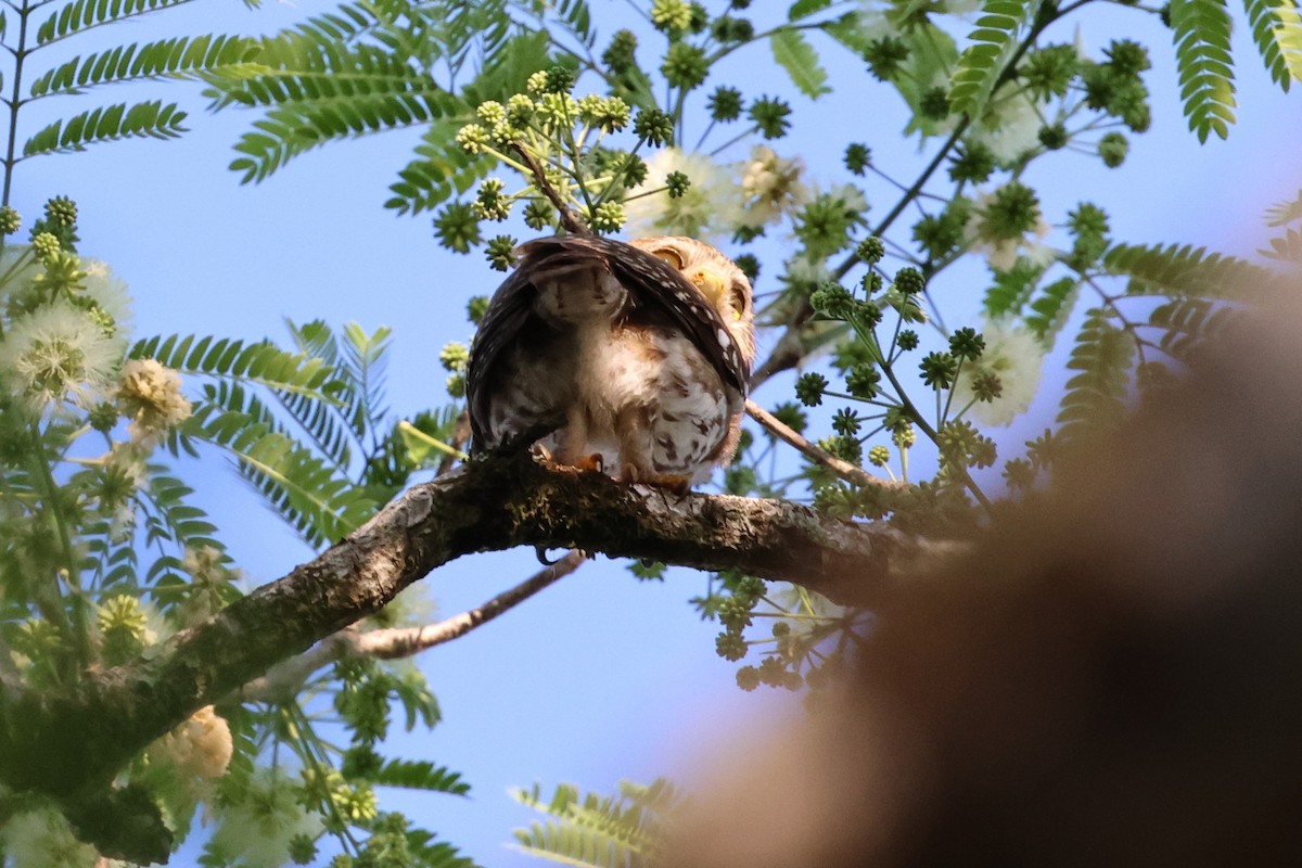 Ferruginous Pygmy-Owl - Andy Bridges