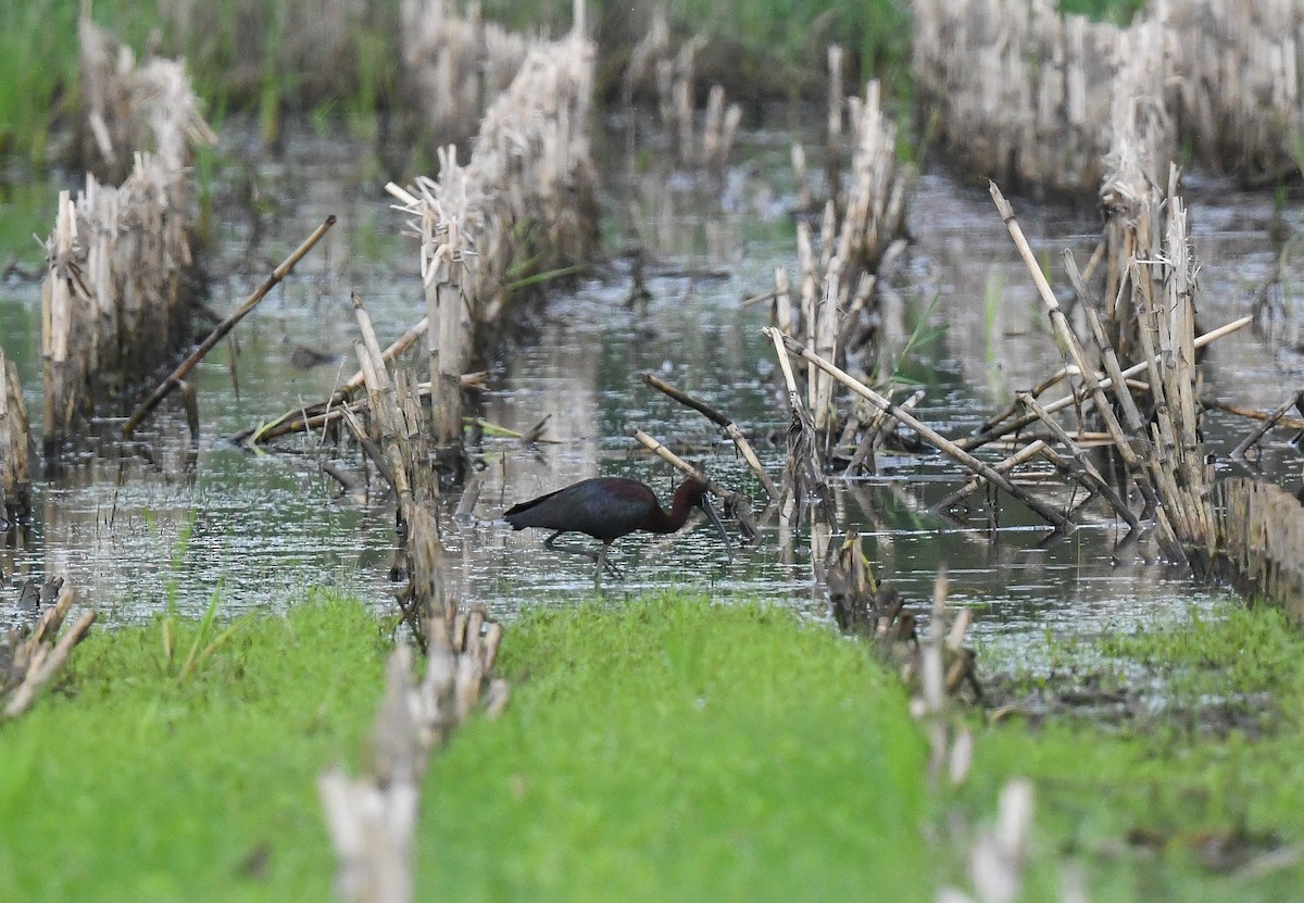 Glossy Ibis - ML619097365