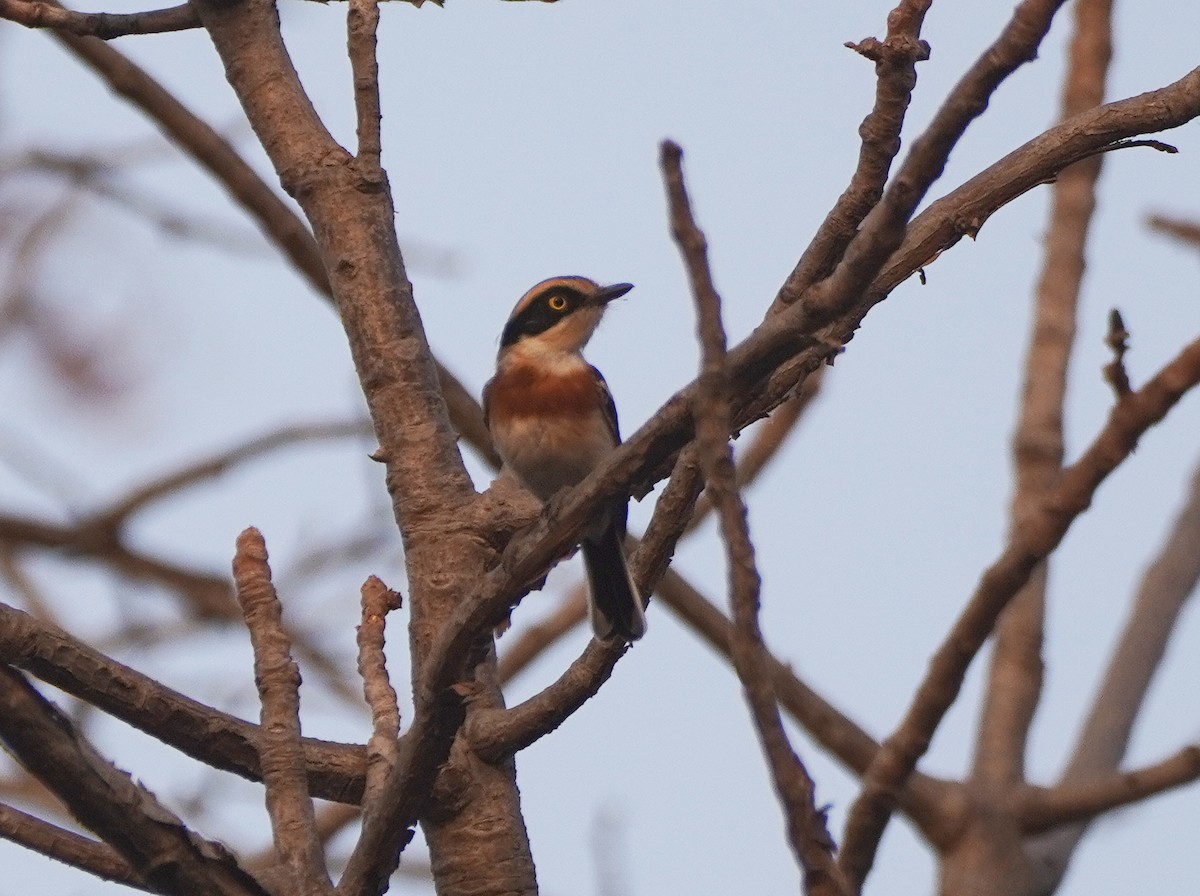 Senegal Batis - ML619097381