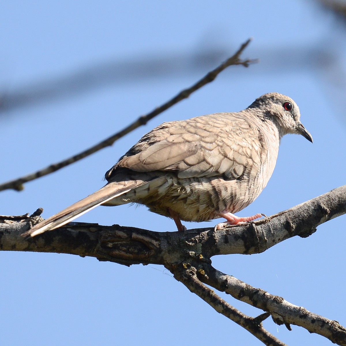 Inca Dove - ML619097382