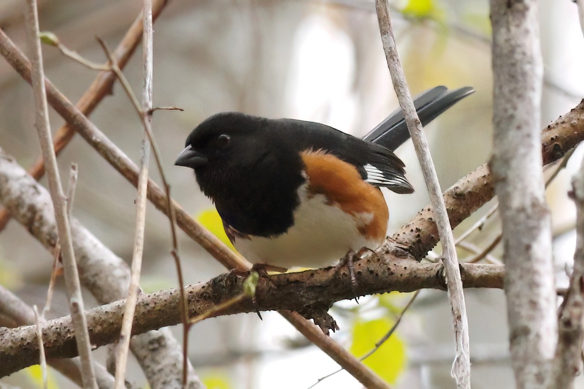 Eastern Towhee - Gary Jarvis