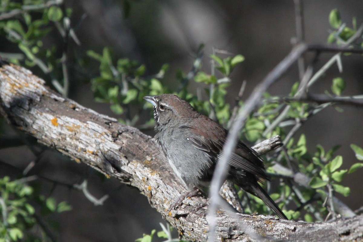 Five-striped Sparrow - Guy David