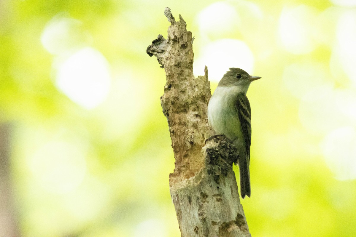 Acadian Flycatcher - Ed Vigezzi