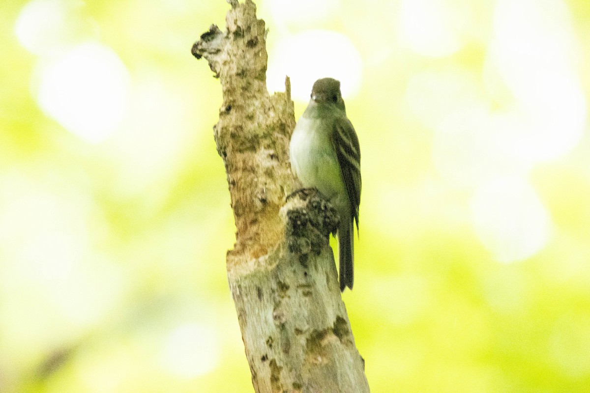 Acadian Flycatcher - Ed Vigezzi