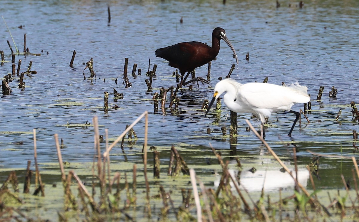 Glossy Ibis - ML619097491