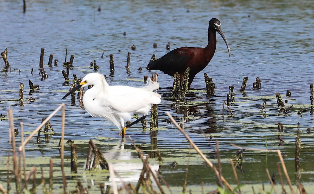 Glossy Ibis - ML619097502