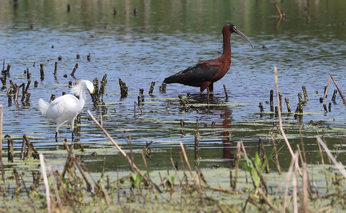 Glossy Ibis - ML619097511