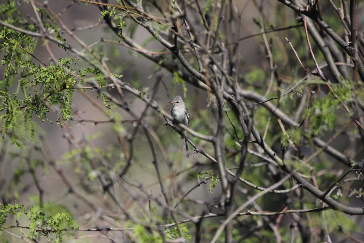 Northern Beardless-Tyrannulet - Guy David