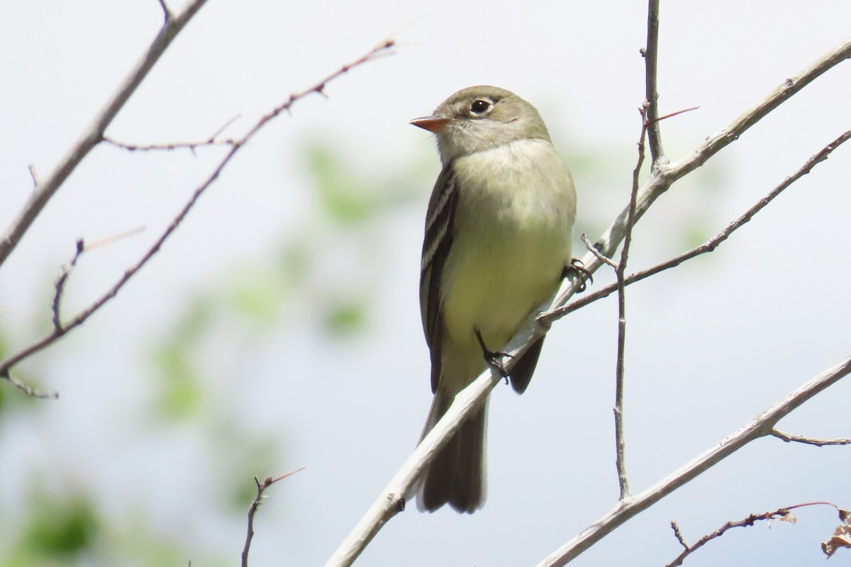 Least Flycatcher - ML619097539