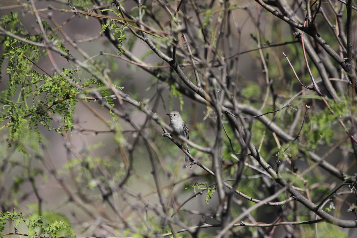 Northern Beardless-Tyrannulet - Guy David