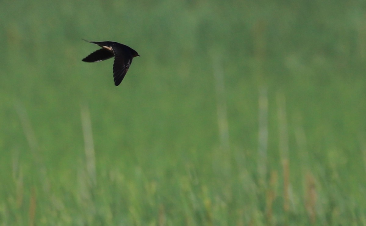 Barn Swallow (American) - Rob Bielawski