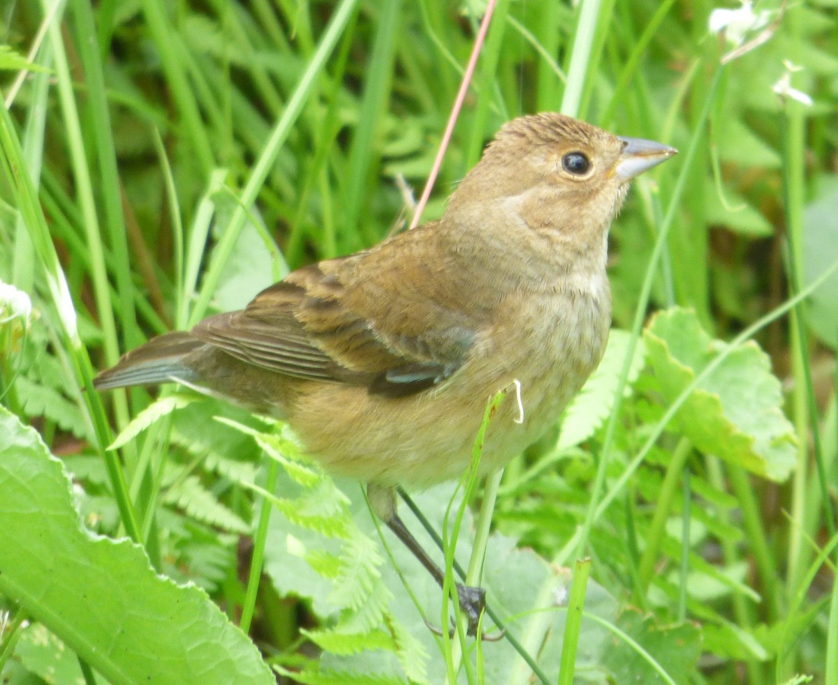 Indigo Bunting - ML619097581