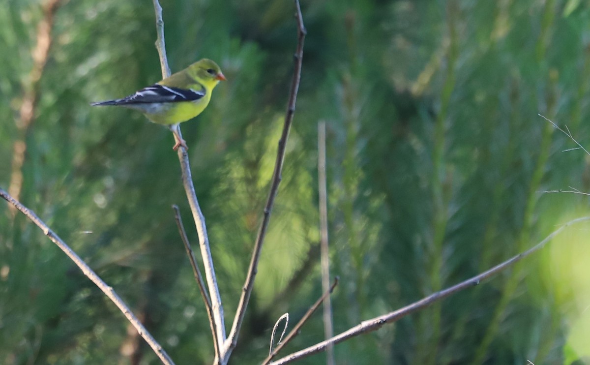 American Goldfinch - ML619097589