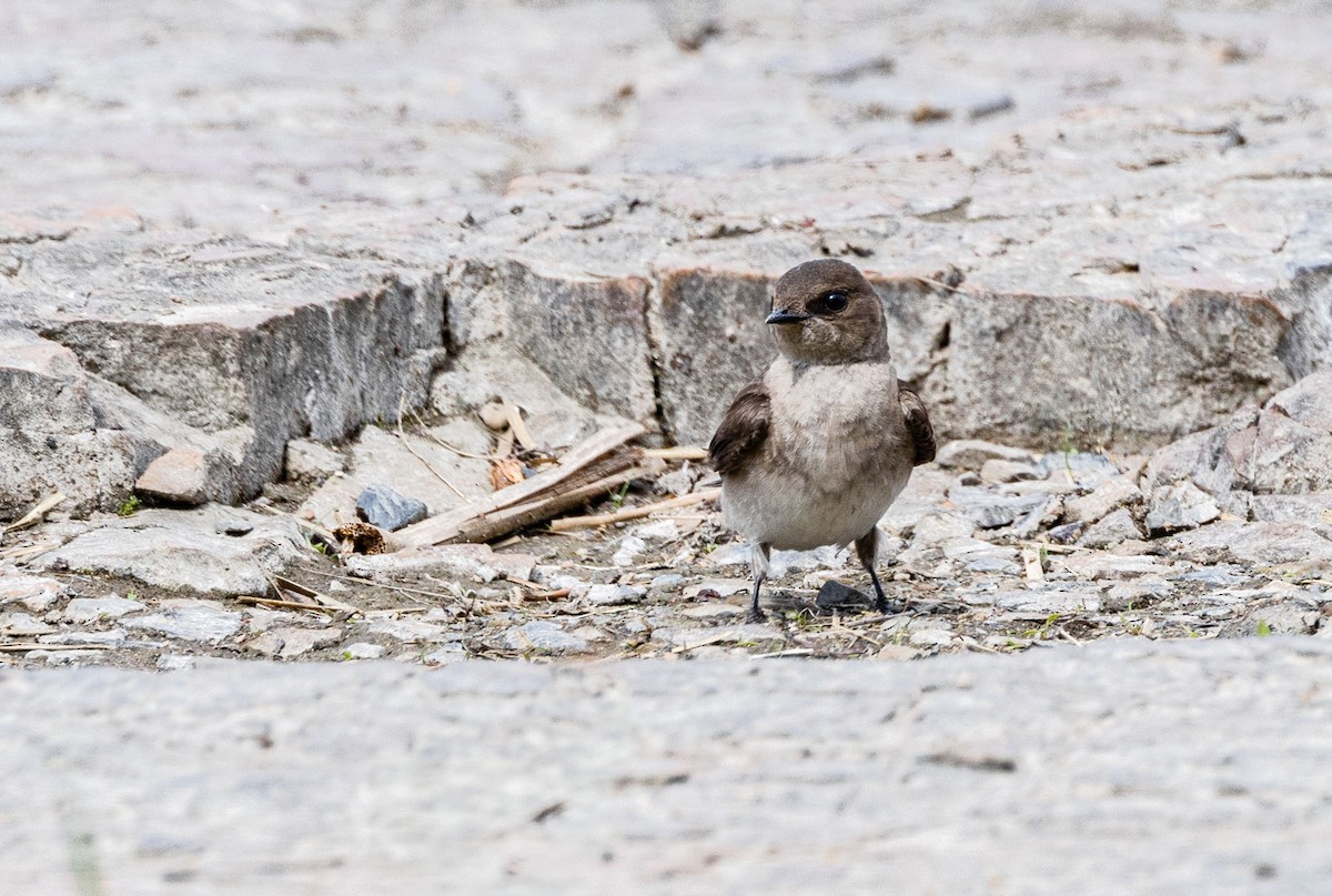 Northern Rough-winged Swallow - Suzanne Labbé