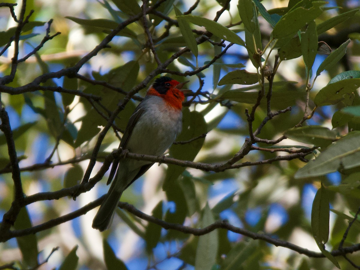 Red-faced Warbler - Neil Pankey