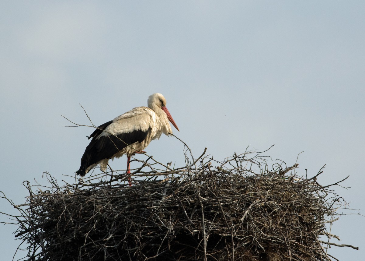 White Stork - Tim Harrop