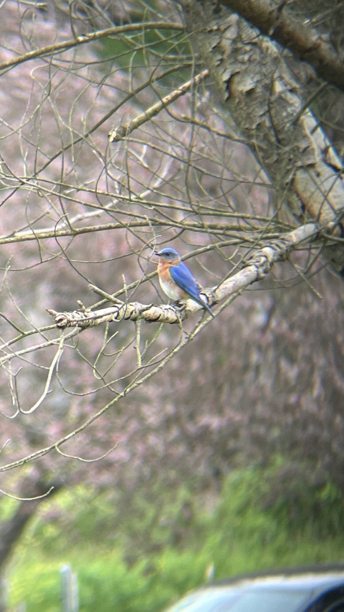 Eastern Bluebird - ML619097618