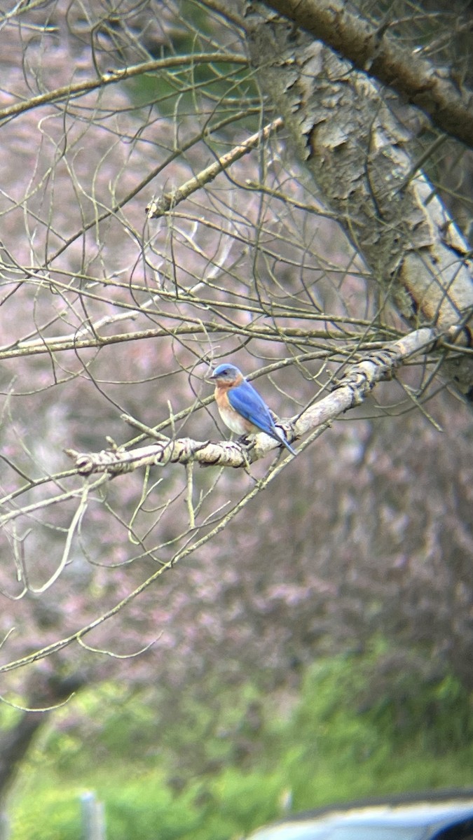 Eastern Bluebird - ML619097619