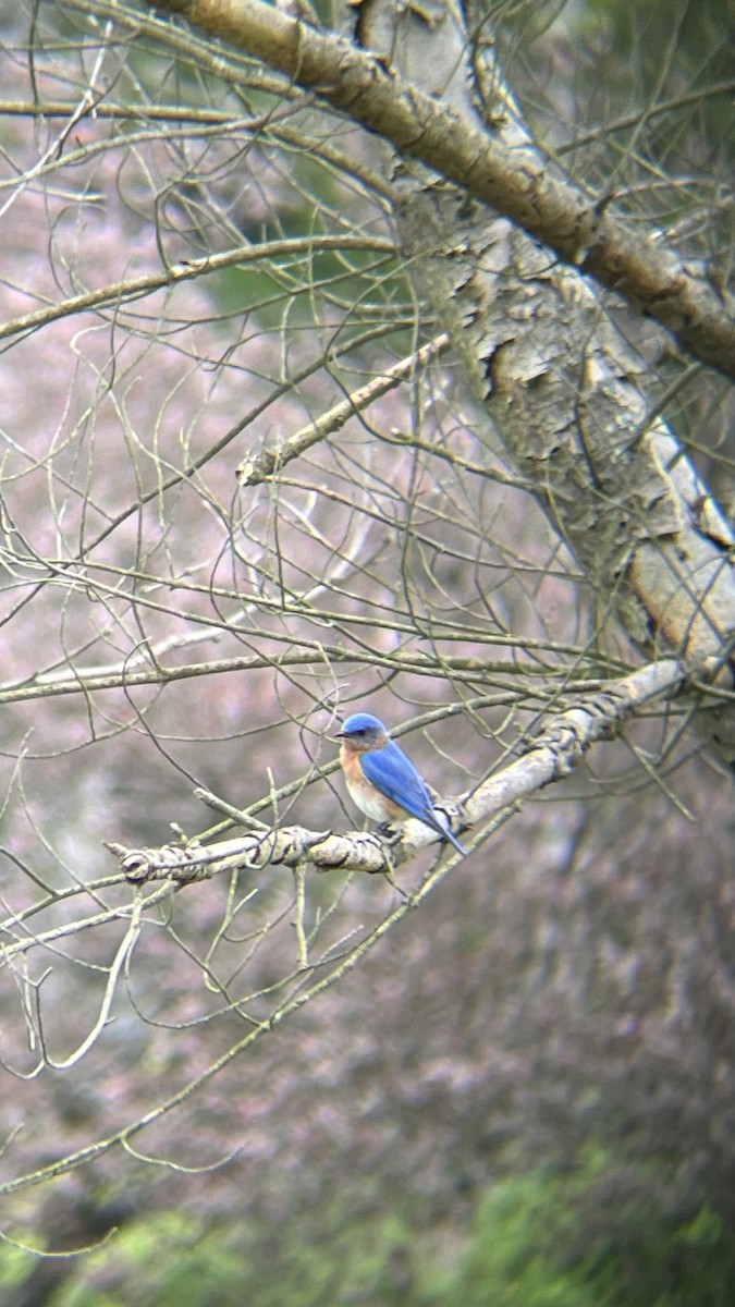 Eastern Bluebird - ML619097620