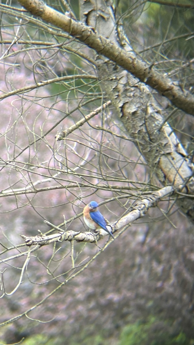 Eastern Bluebird - ML619097621