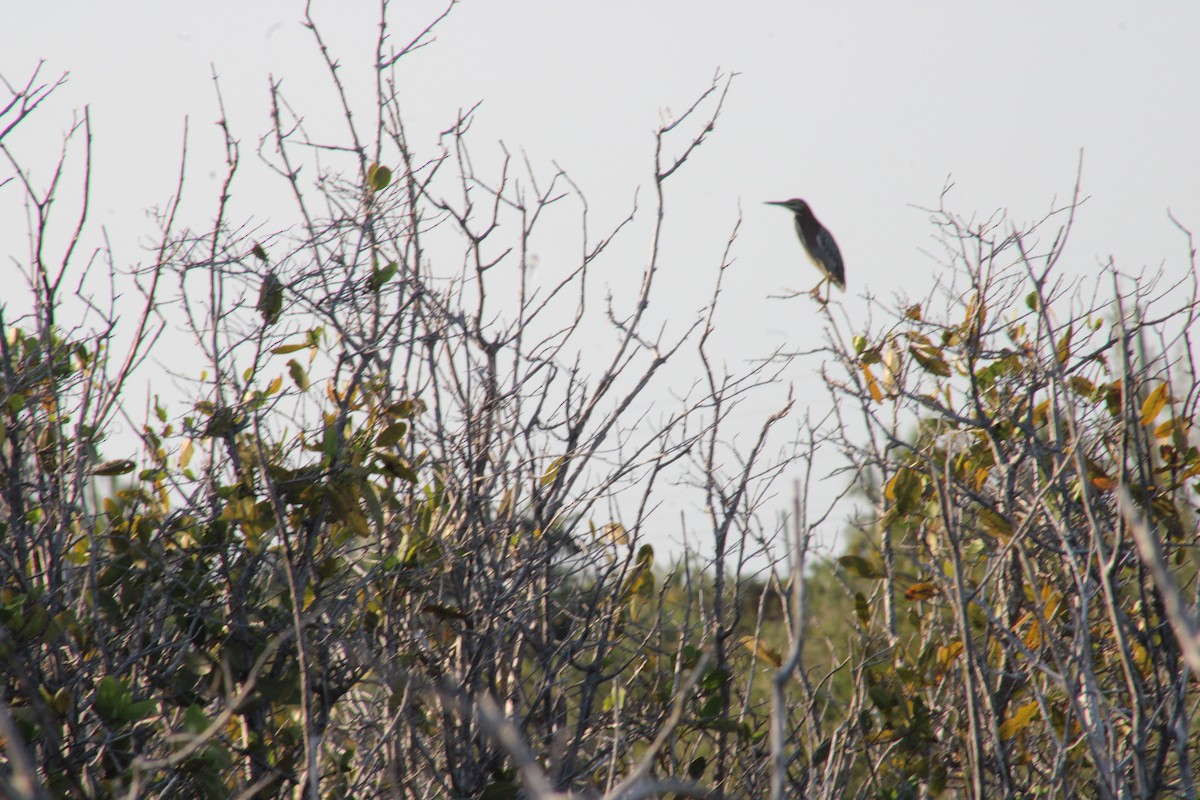 Green Heron - Janet Storr