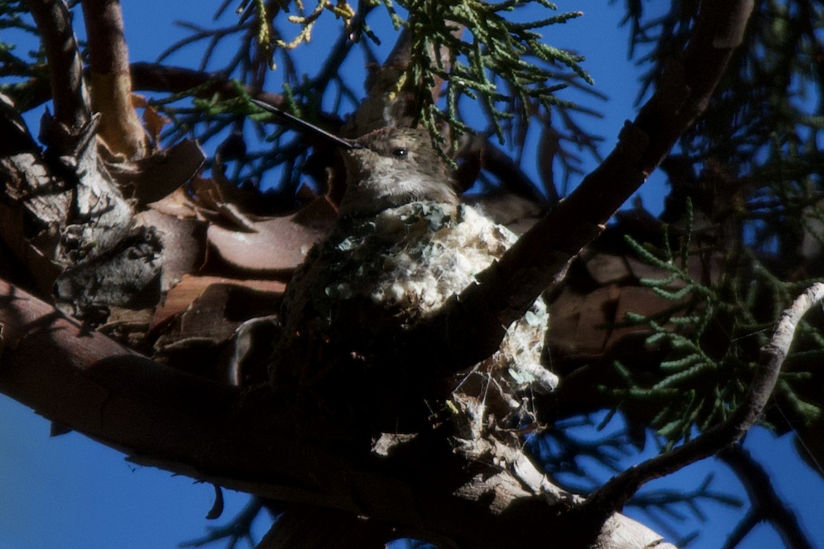 Broad-tailed Hummingbird - Neil Pankey