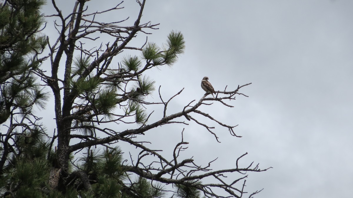 Broad-winged Hawk - Kathy DeLara