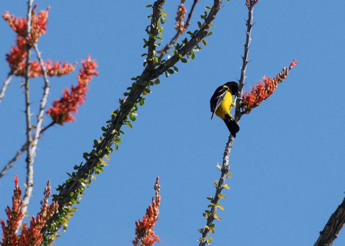 Scott's Oriole - ML619097654