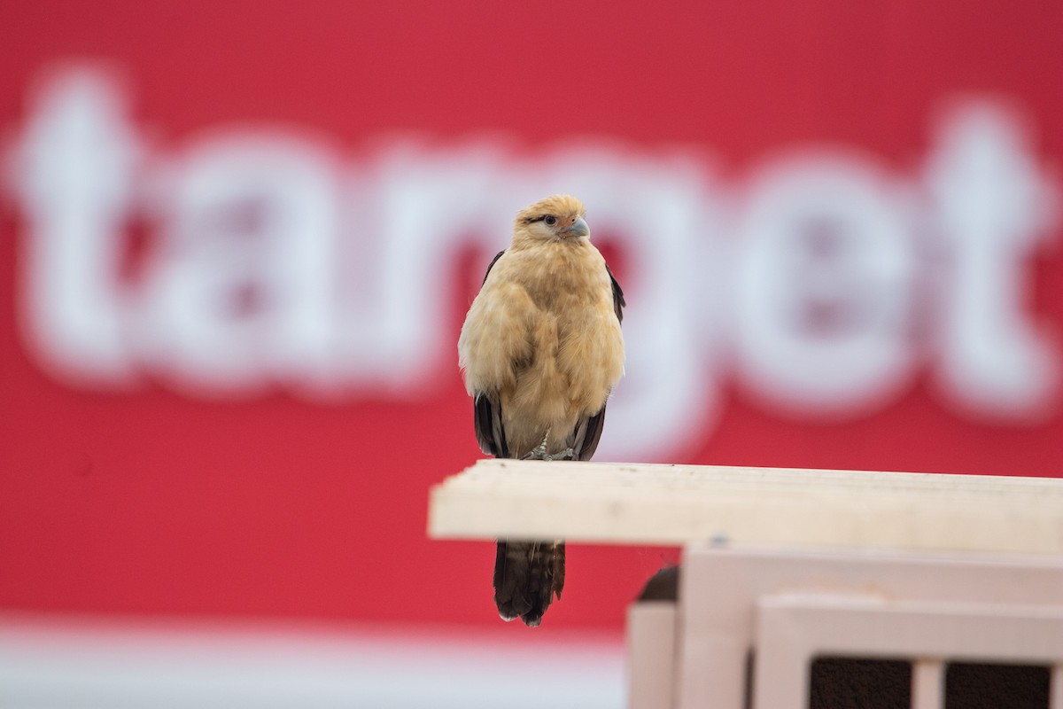 Yellow-headed Caracara - Manuel Duran