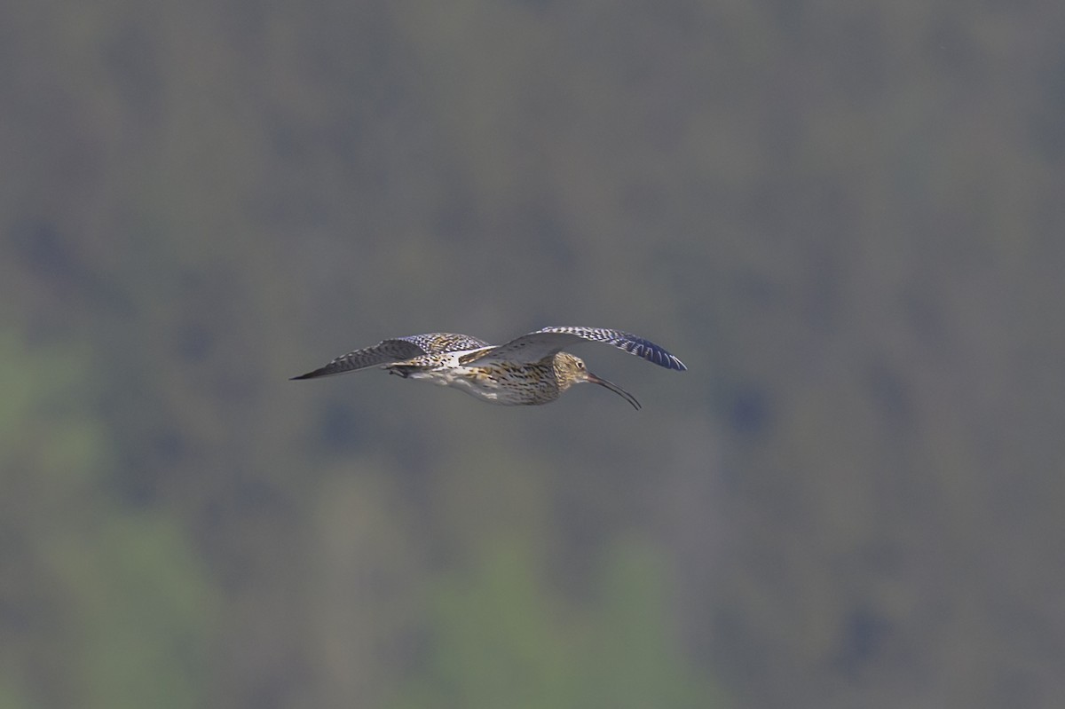 Eurasian Curlew - Sonu Lukose