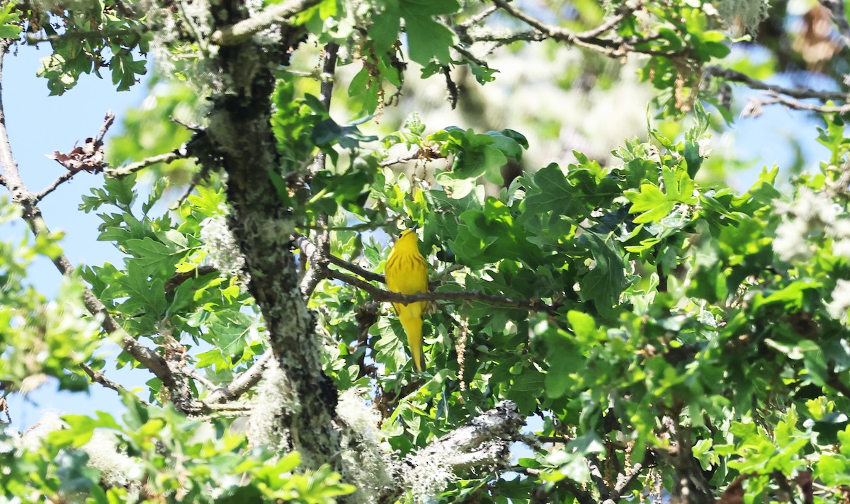 Yellow Warbler - ML619097694