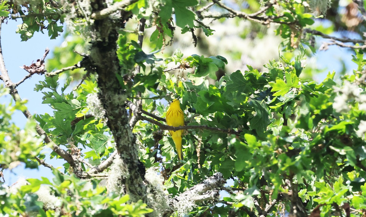 Yellow Warbler - Ritch Pope