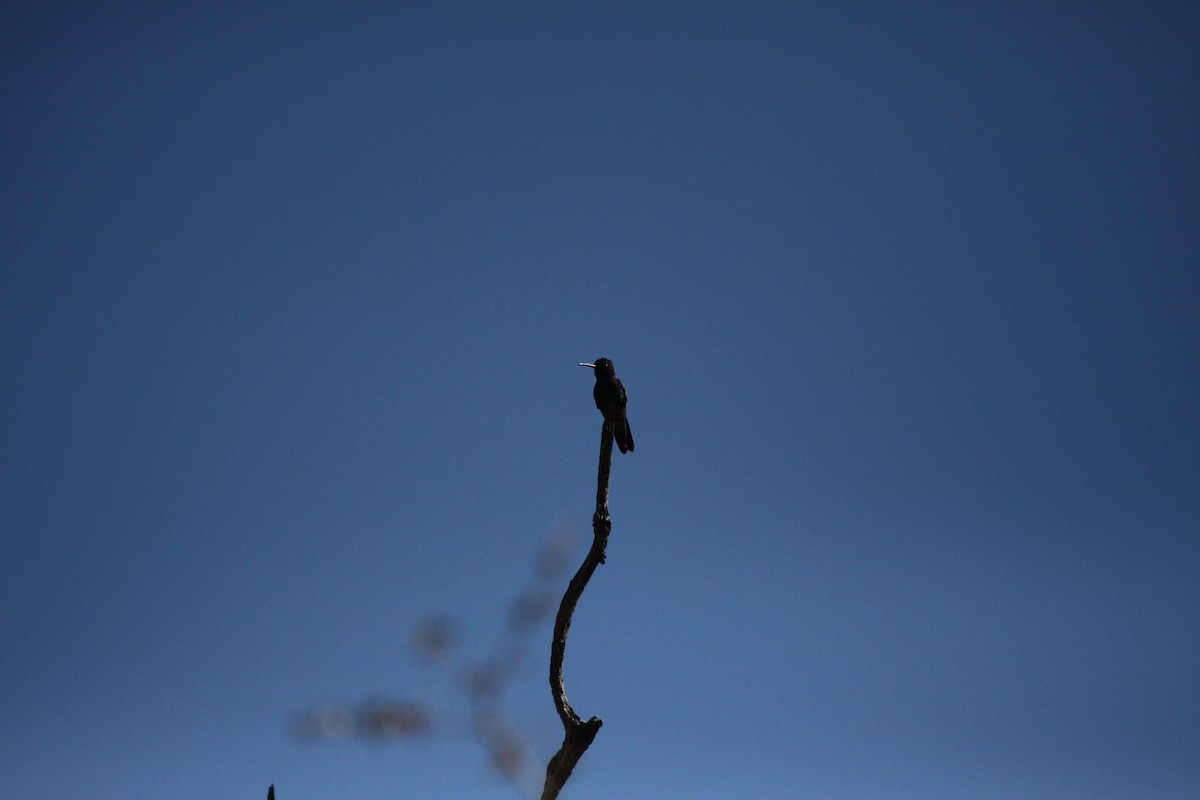 Broad-billed Hummingbird - Guy David